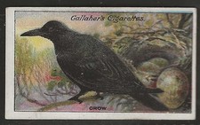 GALLAHER-BIRDS NESTS & EGGS