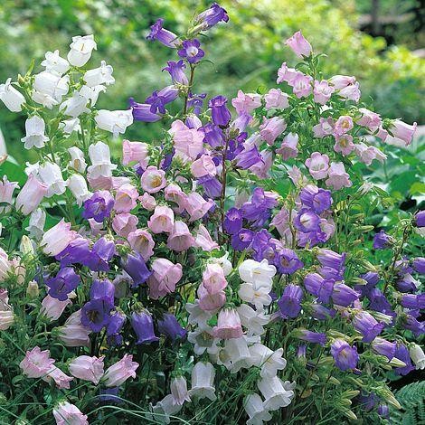 Campanula medium mixed 895 - medium,