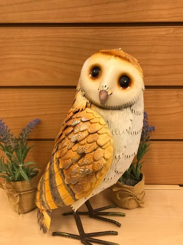 Barn owl bird - barn, garden