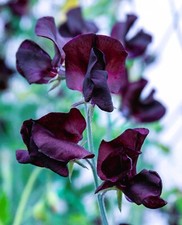 Sweet Pea Black Knight  lathurus odoratus Seeds