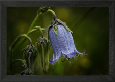 Bluebell Flower Close-Up