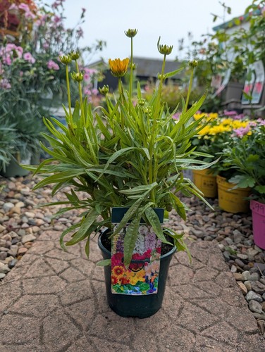 Coreopsis yellow pot - 1l, |
