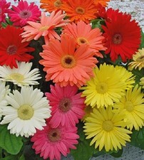 Gerbera Mega Revolution™