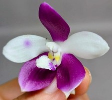 FRAGRANT Phalaenopsis