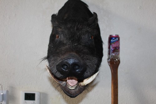 Large wild boar pig hog - boar,