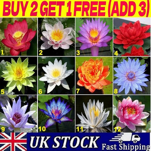 Lotus flower seeds nelumbo - lotus,