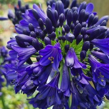 Agapanthus Midnight Sky 1 x