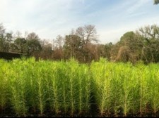 20 Containerized Loblolly Pine