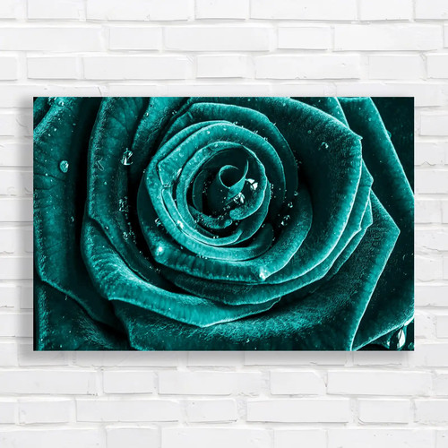 Close rose droplets - of,