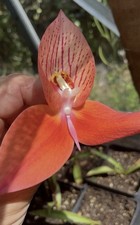 Disa Orchid Collection, 4