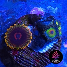 Mindtrix & Rasta Zoa Frag WYSIWYG