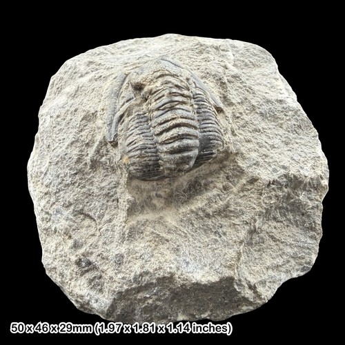 Cornuproetus cornutus