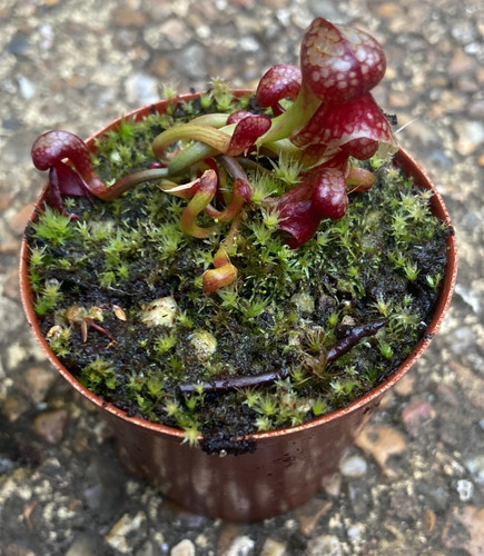 Darlingtonia californica - ,