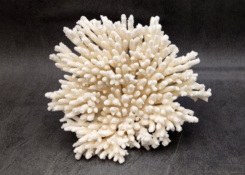 White table coral - white,