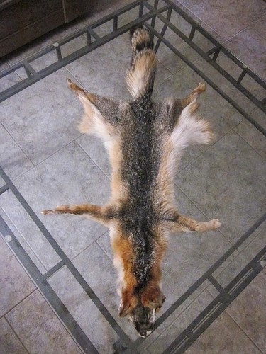 Gray fox pelt fur hide - fox,