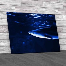 Tropical Sea Fish Lone Shark