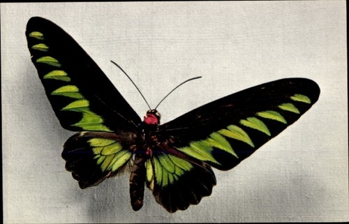 Postcard green black - postcard,