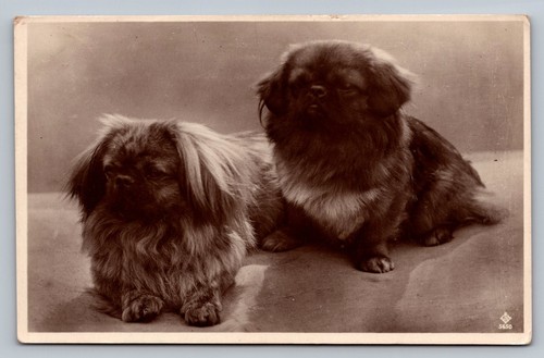 Postcard dogs pekingese - dogs,