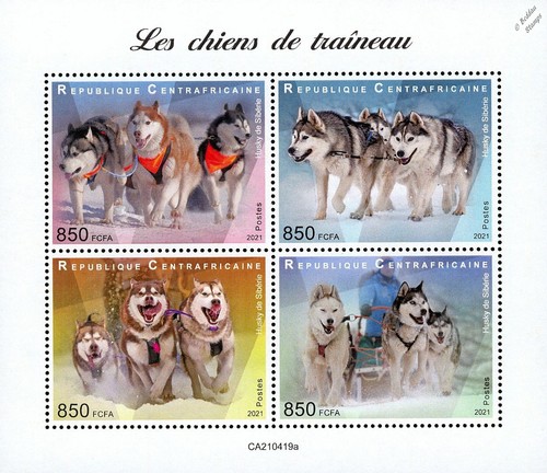 Sled dogs siberian husky - dogs,
