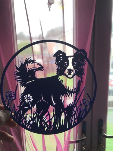 Border collie dog pet - border,