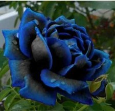10 X =Midnight Blue Rose Seeds
