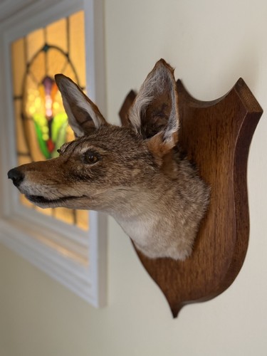 Taxidermy black backed jackal - taxidermy, black-backed