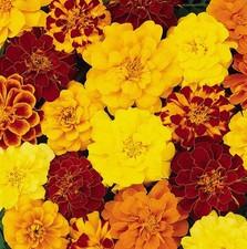 18 mini plugs French Marigold