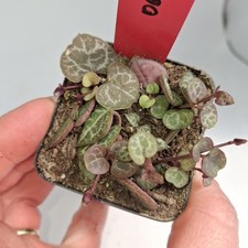 Ceropegia Woodii Variegated