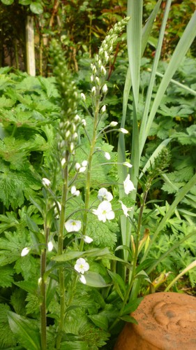 Veronica gentianoides alba 1 - veronica,