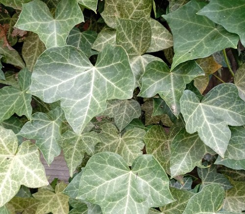English ivy plant cuttings - 5x,
