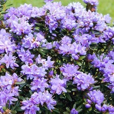 Rhododendron Purple Pillow Flowering Hardy Outdoor Garden Shrub Plant in Pot