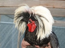 8 Fertile Purebred Bantam