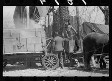 Unharnessing team of horses, Grundy County, Iowa 1940s Old Photo 5