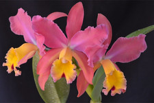 Cattleya Stradivarius