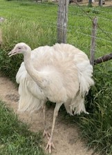 *2* White Rhea Hatching