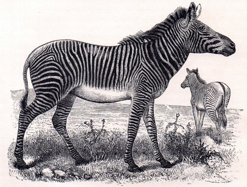 Grevy zebra 1894 equus - 1894,