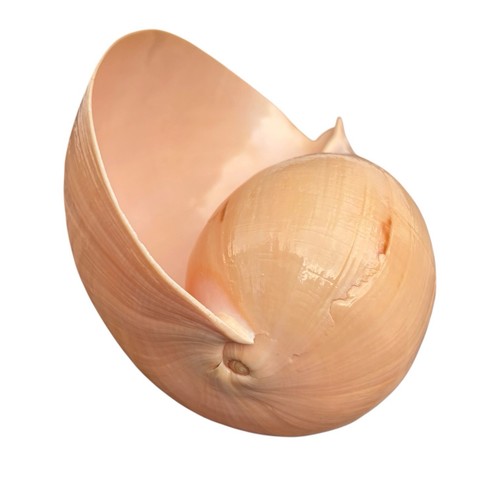 Large glossed melon melo - melo, baler
