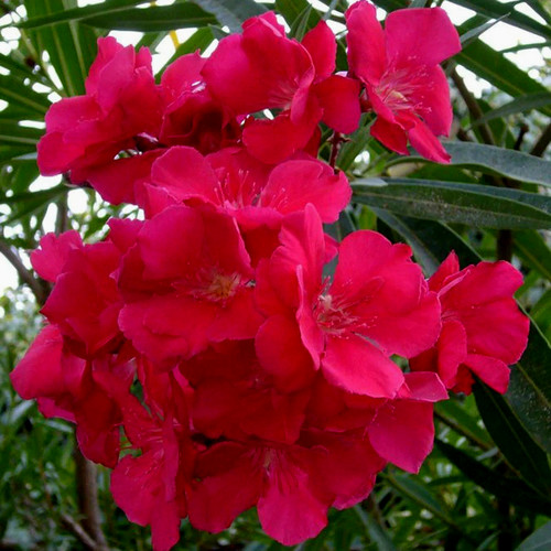 Red scented oleander nerium - ,