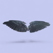 Real Pair Of Wings, Occult