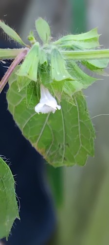 Established lemon balm - lemon,