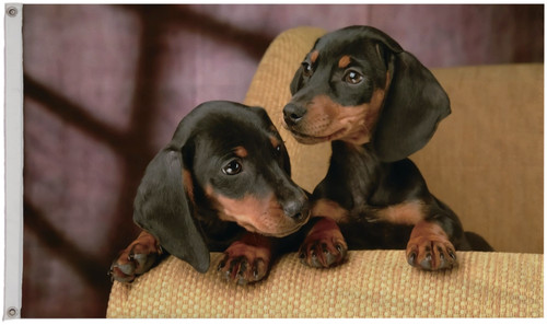 Dachshund sausage dog - dachshund,