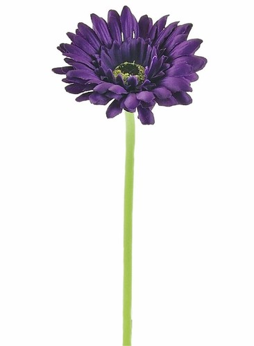 Deep rich purple gerbera daisy - rich,