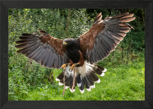 Harris hawk framed wall art - hawk,