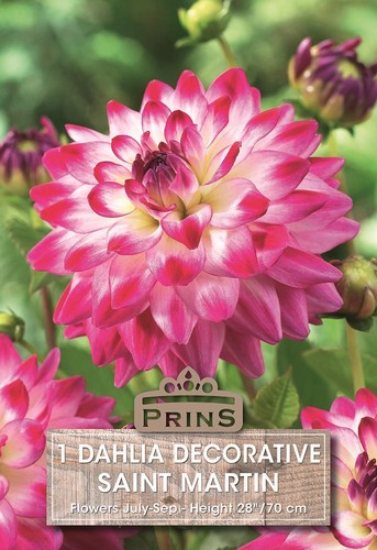 Dahlia bulb tuber decorative - bulb/tuber,