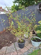 Contorted Willow, Twisted, Corkscrew, Salix Matsudana Tree 12 litre pot 5ft