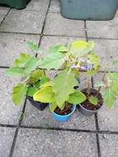 CLEARANCE Sale 2 Indian Variety Aubergine Plant Pot Well Established Plant