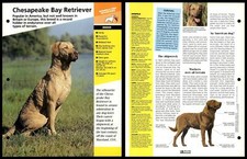 Chesapeake Bay Retriever - Breed - Dogs Of The World Atlas Fact File Card