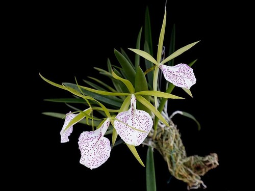 Rare brassocattleya - rare,