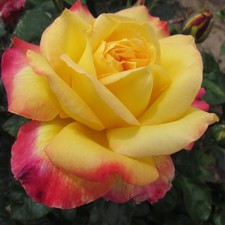 Love and Peace - 5.5lt Potted