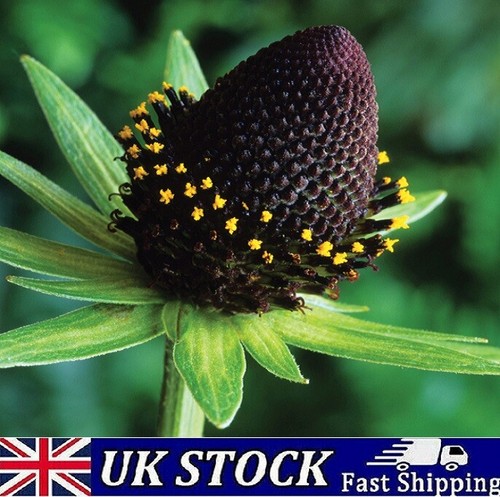 Rudbeckia occidentalis seeds - rudbeckia,